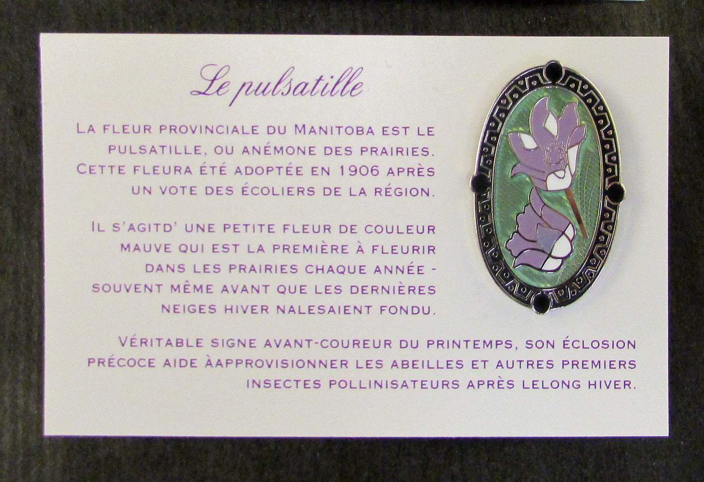 Broche crocus camée | Crocus Épinglette